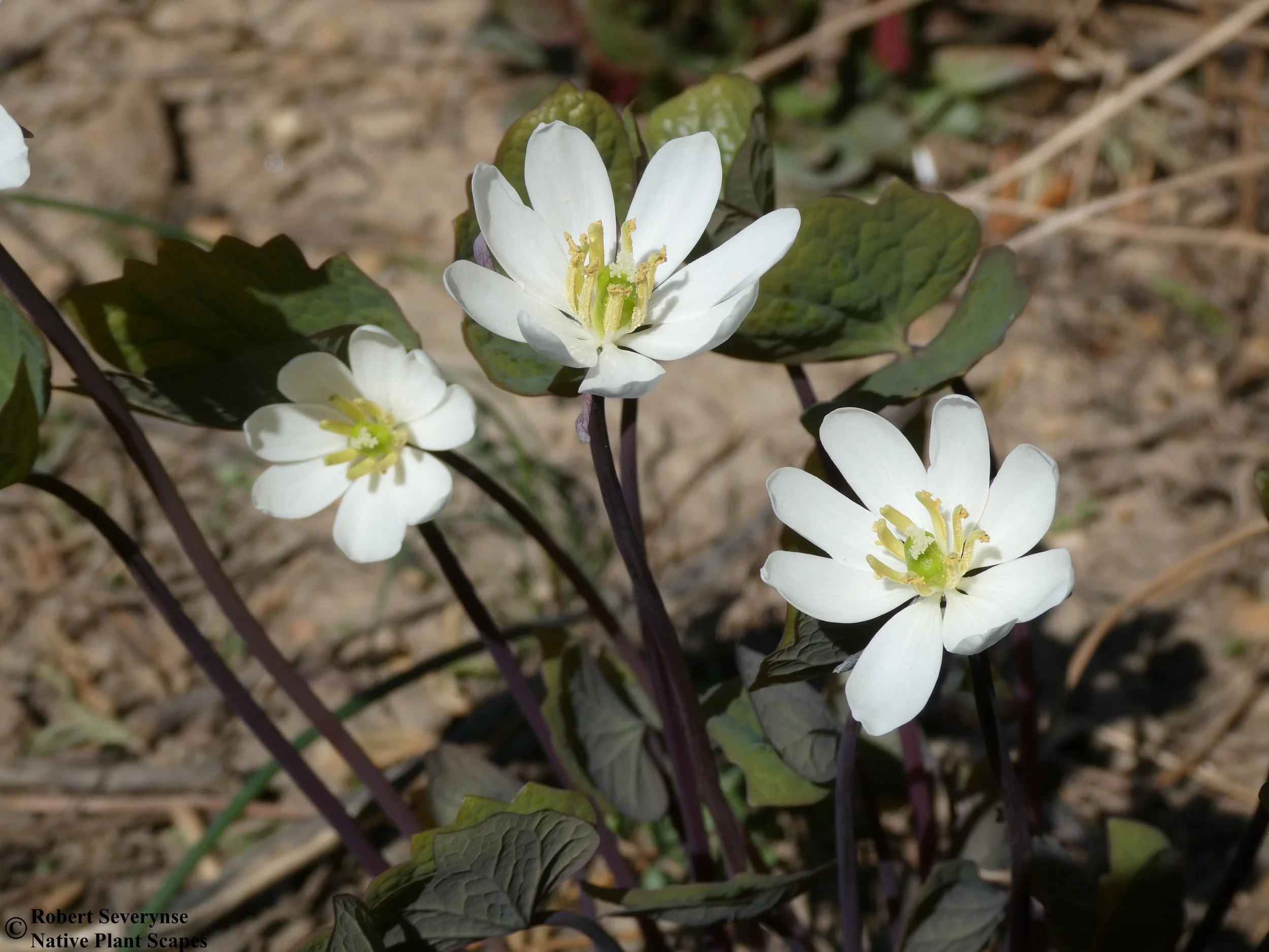 Twinleaf - Jeffersonia diphylla — Native Plant Scapes
